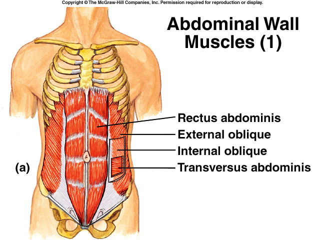 abdominals