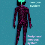 Soccer Conditioning-Which System Should I Use? The Nervous System.