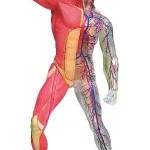 Soccer Workouts-Soccer Weights Soccer Workouts-Soccer Weights