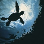 All soccer kids should act like turtles Kids Soccer